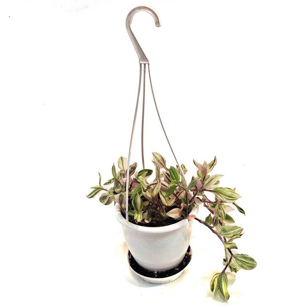 Tradescantia, 4.5in, Quadricolor Hanging Basket