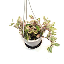 Load image into Gallery viewer, Tradescantia, 4.5in, Quadricolor Hanging Basket
