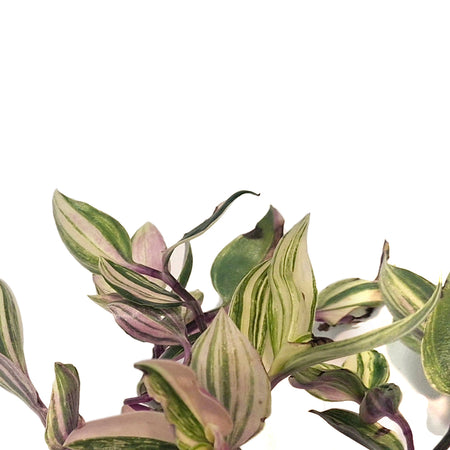 Tradescantia, 4.5in, Quadricolor Hanging Basket