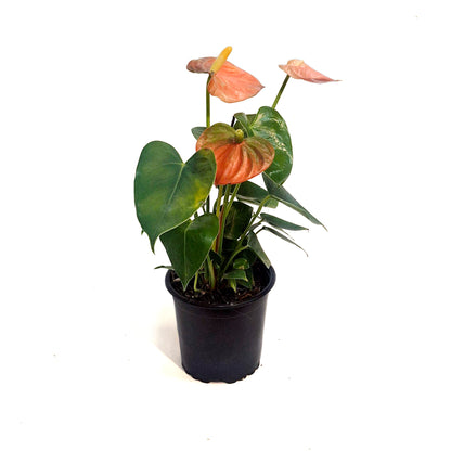 Anthurium, 4in, Stilo