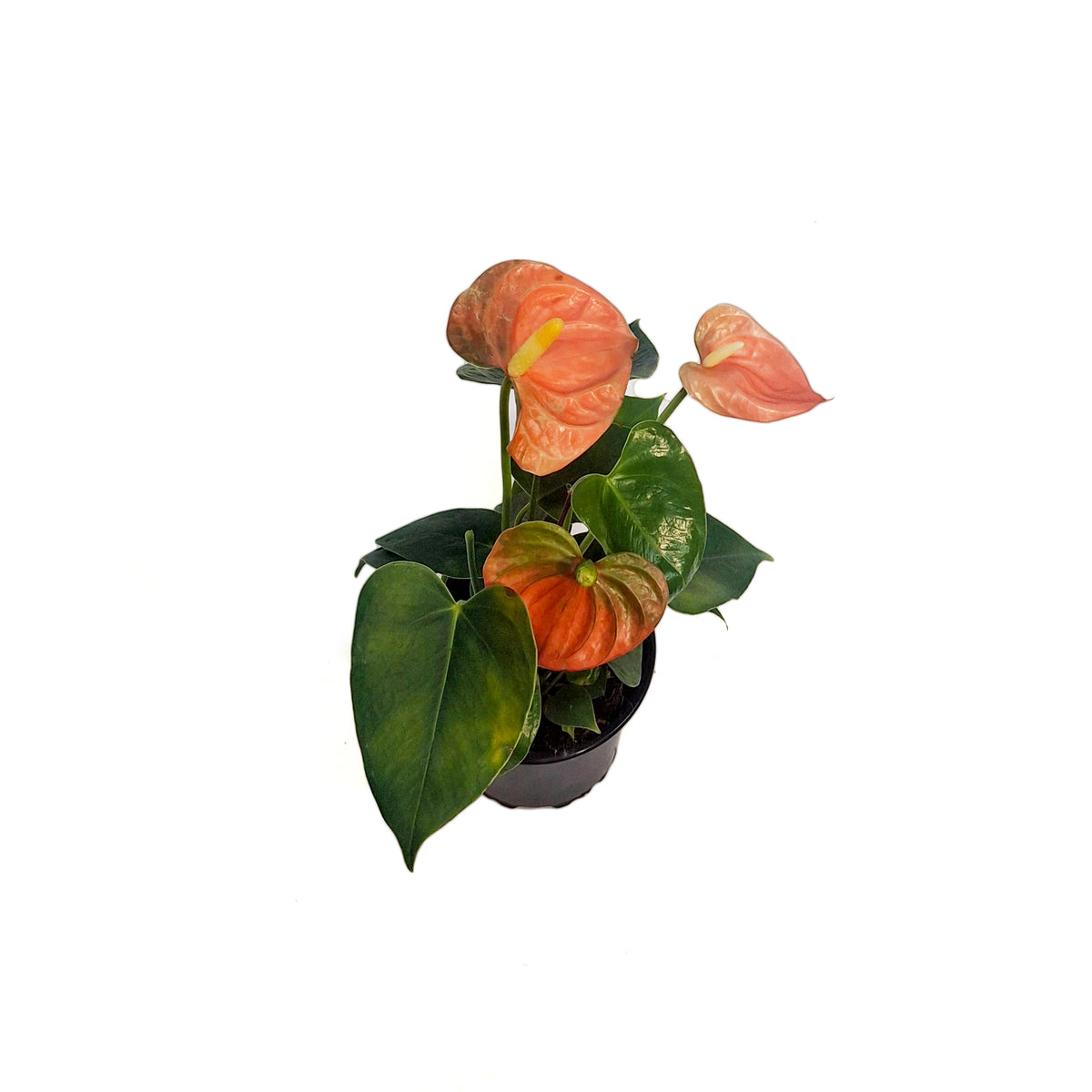 Anthurium, 4in, Stilo