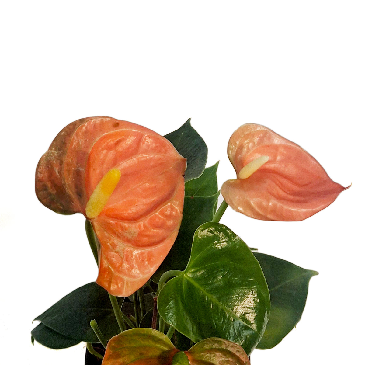 Anthurium, 4in, Stilo