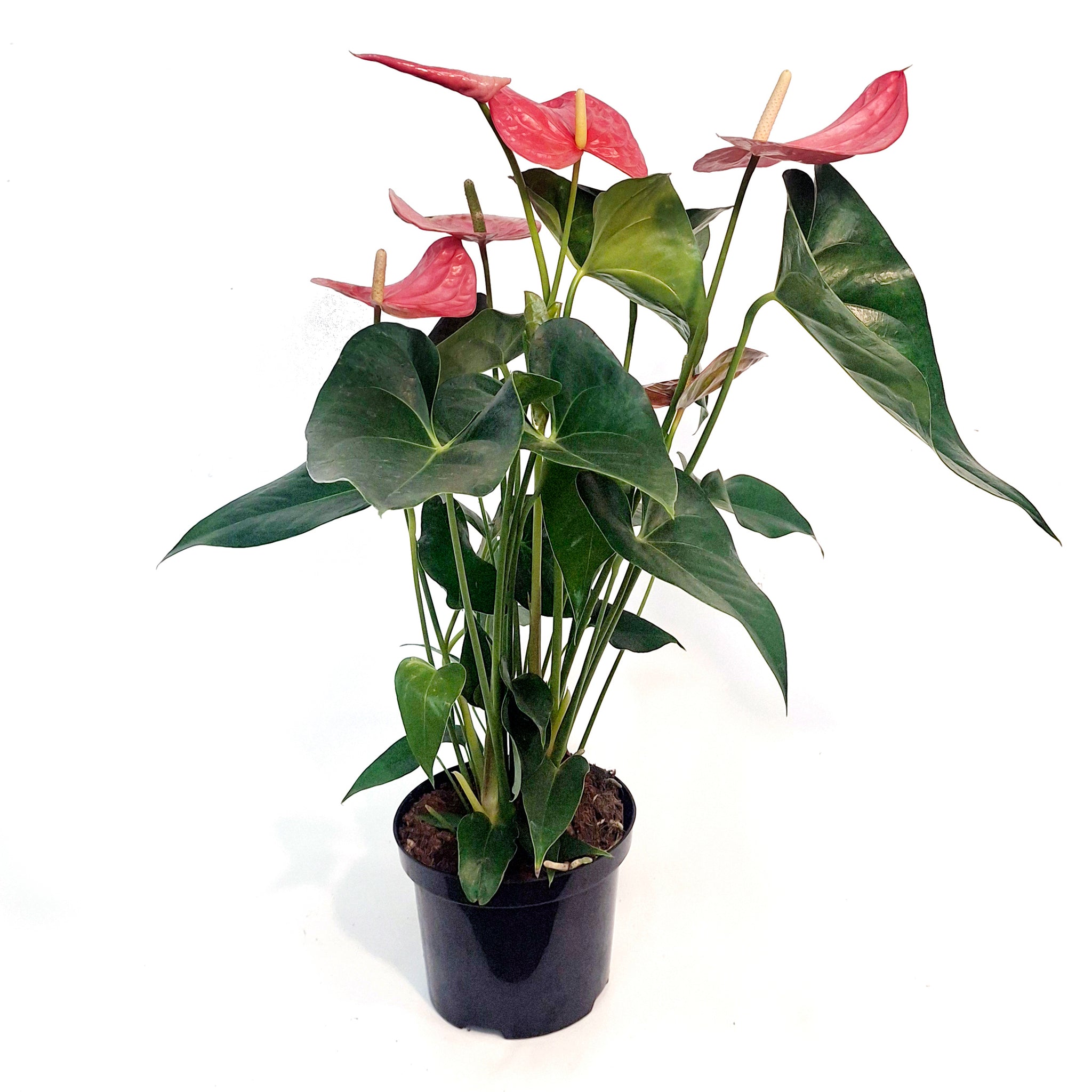 anthurium florida shrubs Anthurium, 6in, Florida – Floral Acres Greenhouse & Garden Centre