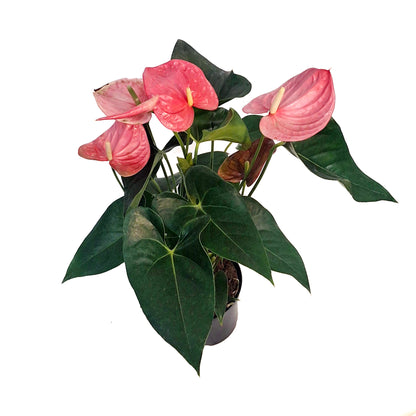 Anthurium, 6in, Florida