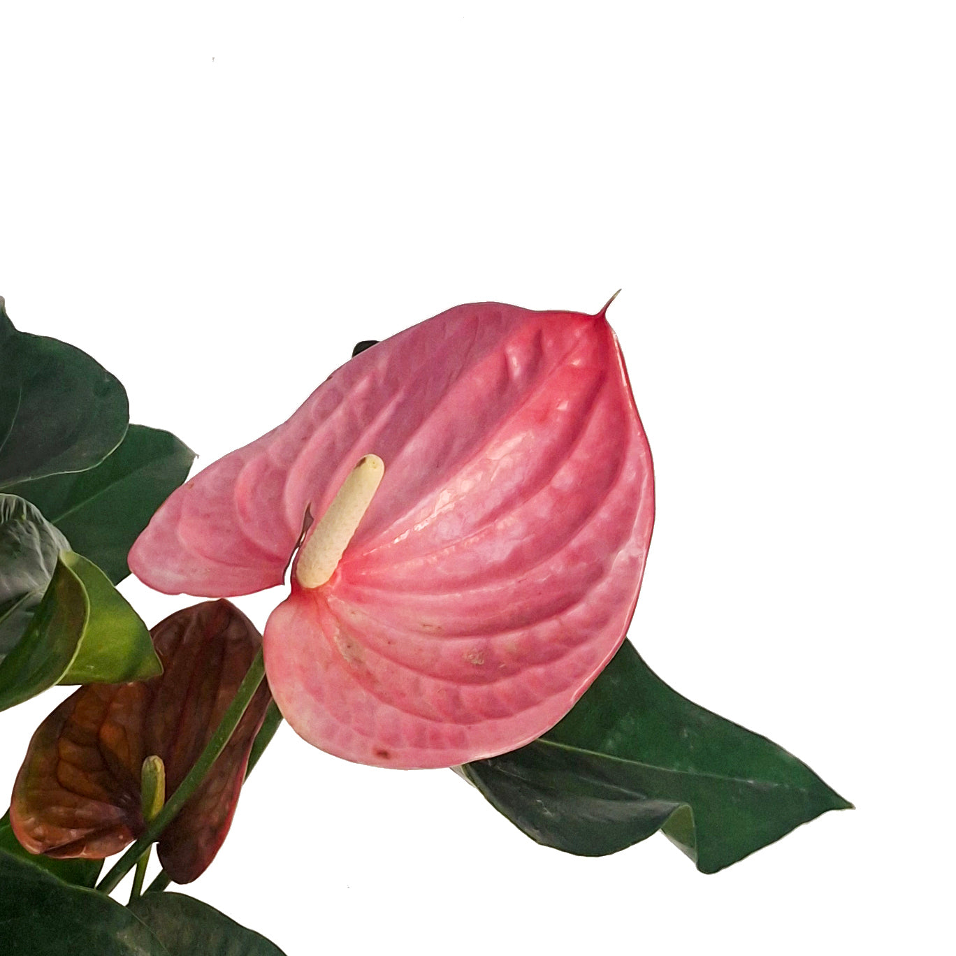 anthurium florida Anthurium, 6in, Florida