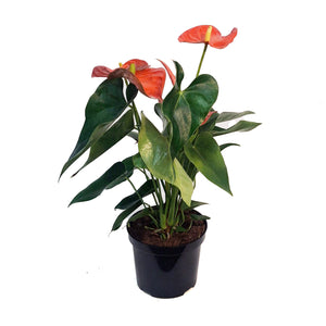 Anthurium, 6in, Maine