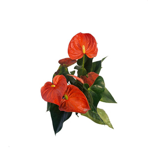Anthurium, 6in, Maine