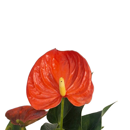 Anthurium, 6in, Maine