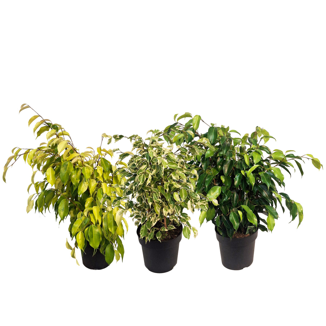 Ficus, 7in, Benjamina
