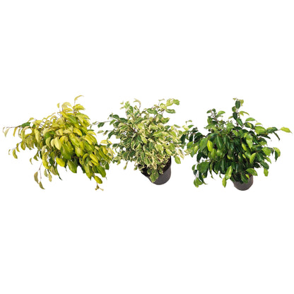 Ficus, 7in, Benjamina