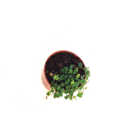 String of Frog 2.5in, Ficus pumila 'Quercifolia'