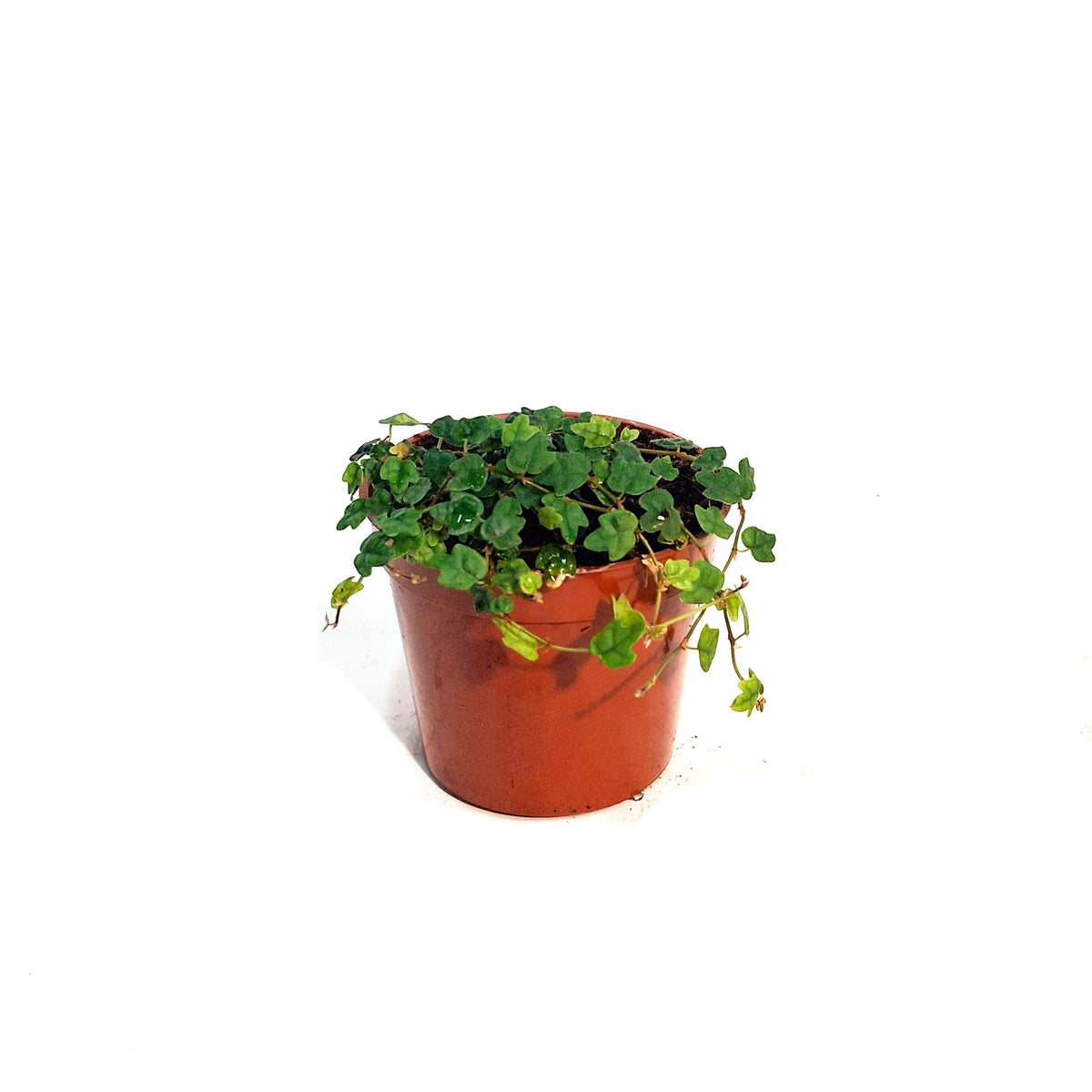 String of Frog 2.5in, Ficus pumila 'Quercifolia'