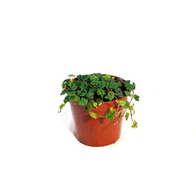 Load image into Gallery viewer, String of Frog 2.5in, Ficus pumila &#39;Quercifolia&#39;

