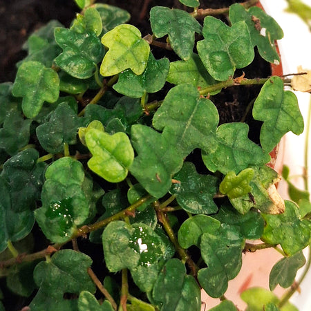 String of Frog 2.5in, Ficus pumila 'Quercifolia'