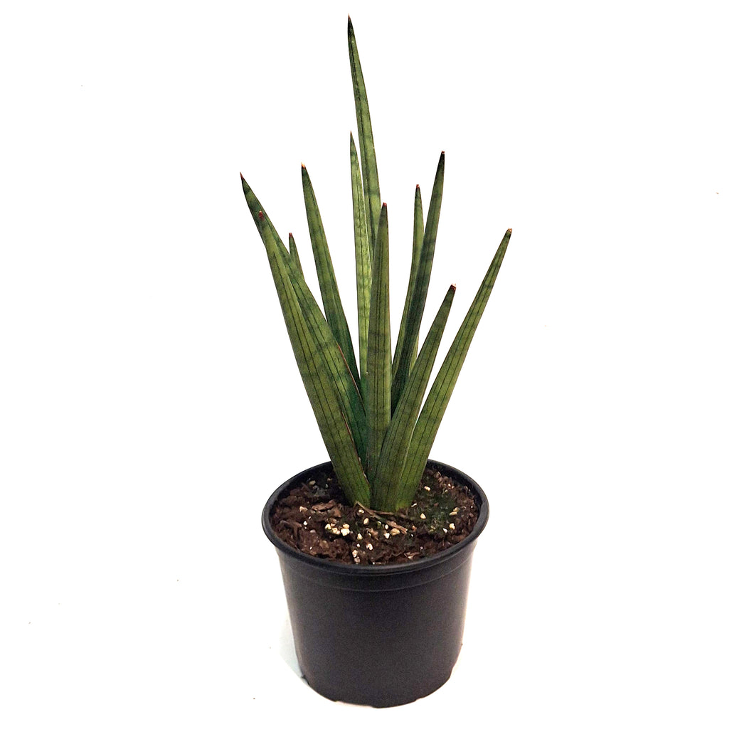 Sansevieria, 6in, Bob