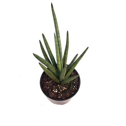 Sansevieria, 6in, Bob