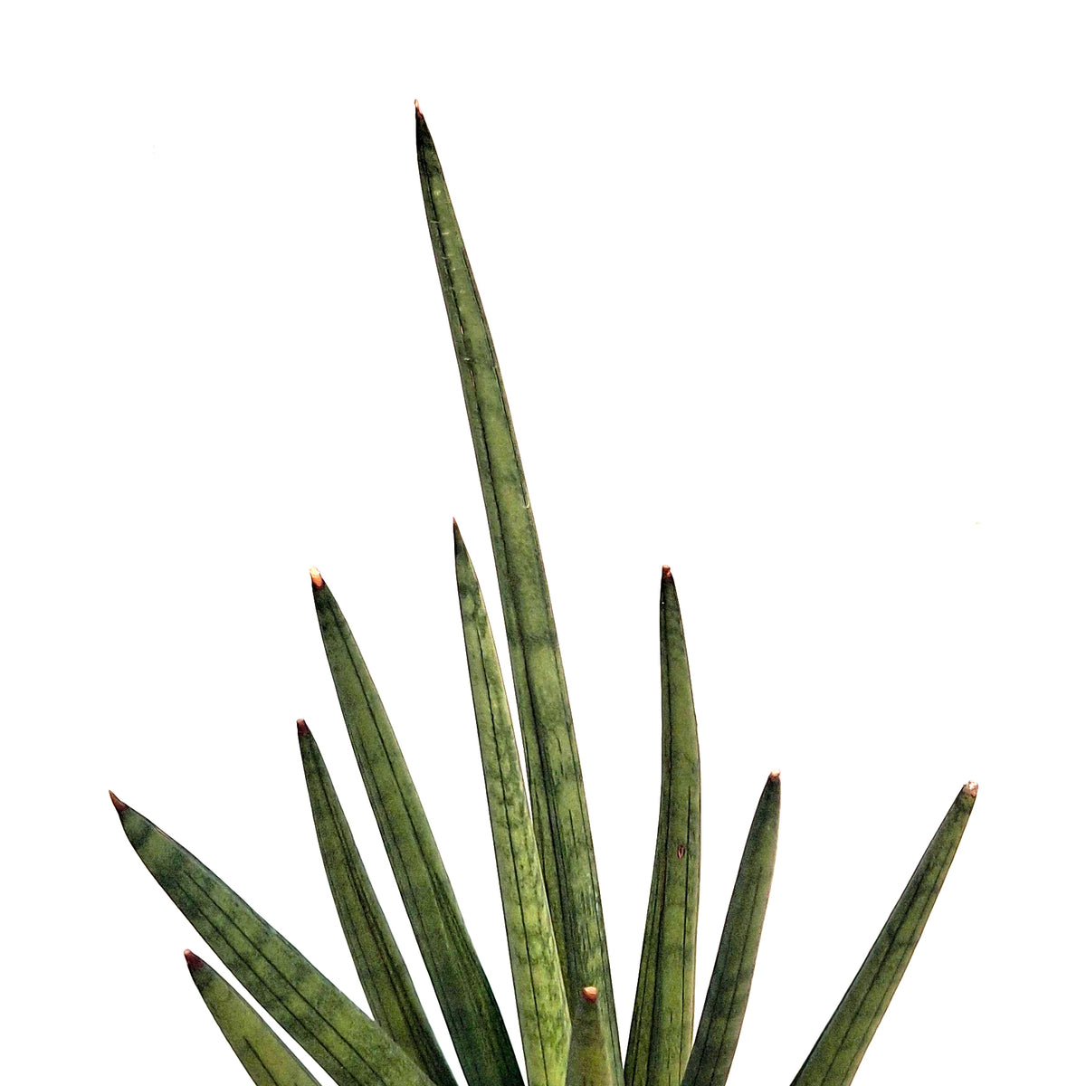 Sansevieria, 6in, Bob