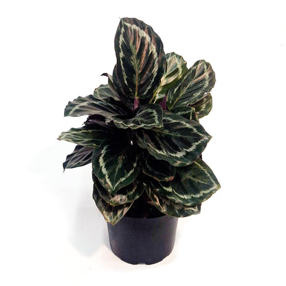 Calathea, 6in, Mysty