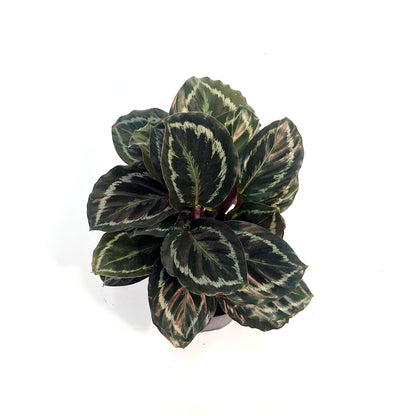 Calathea, 6in, Mysty