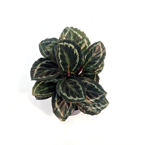 Calathea, 6in, Mysty