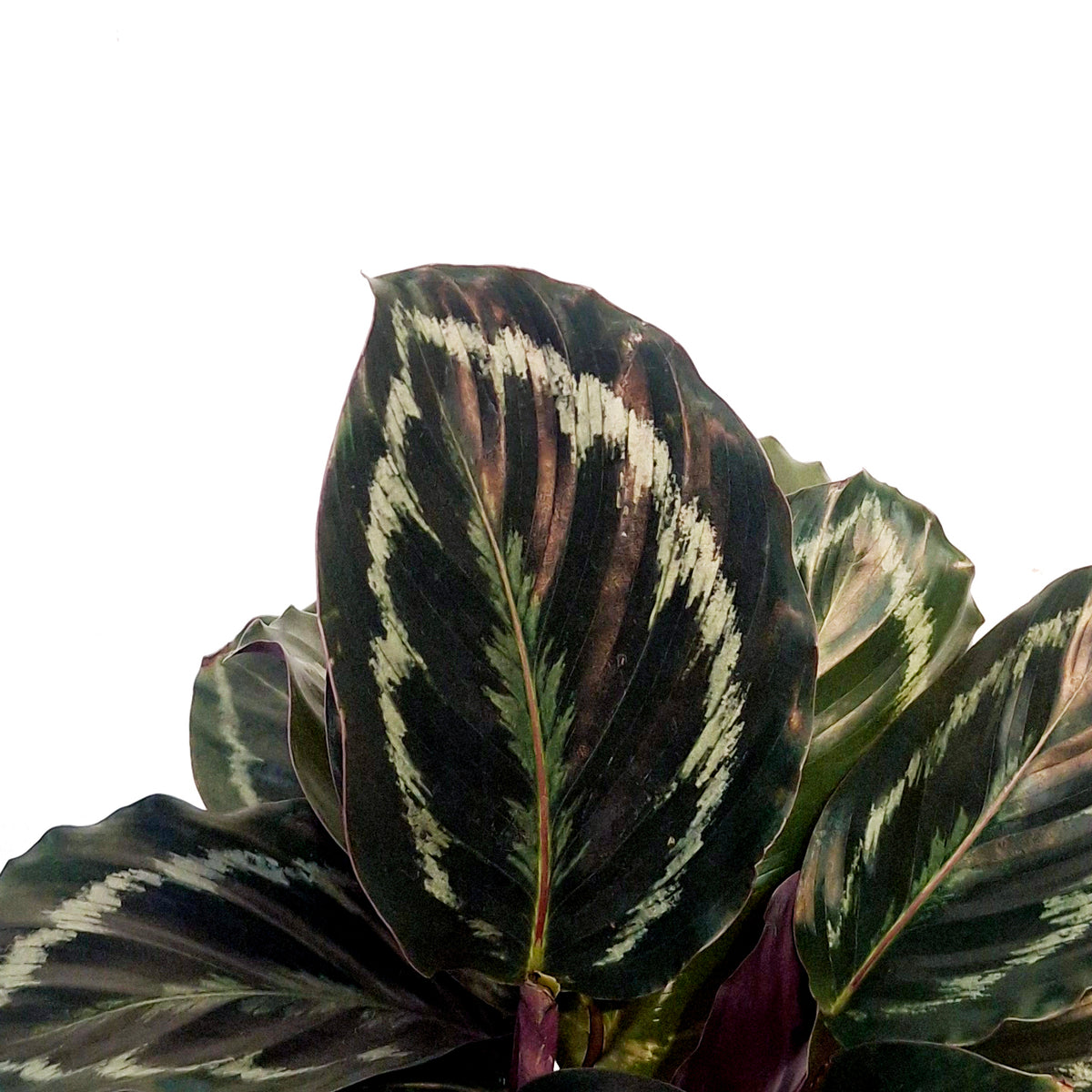 Calathea, 6in, Mysty