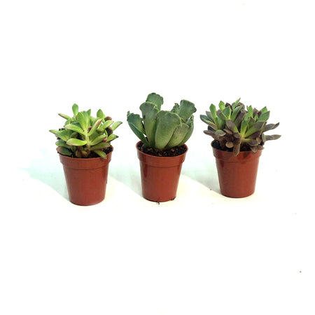 Succulent, 1.5in, Adromischus