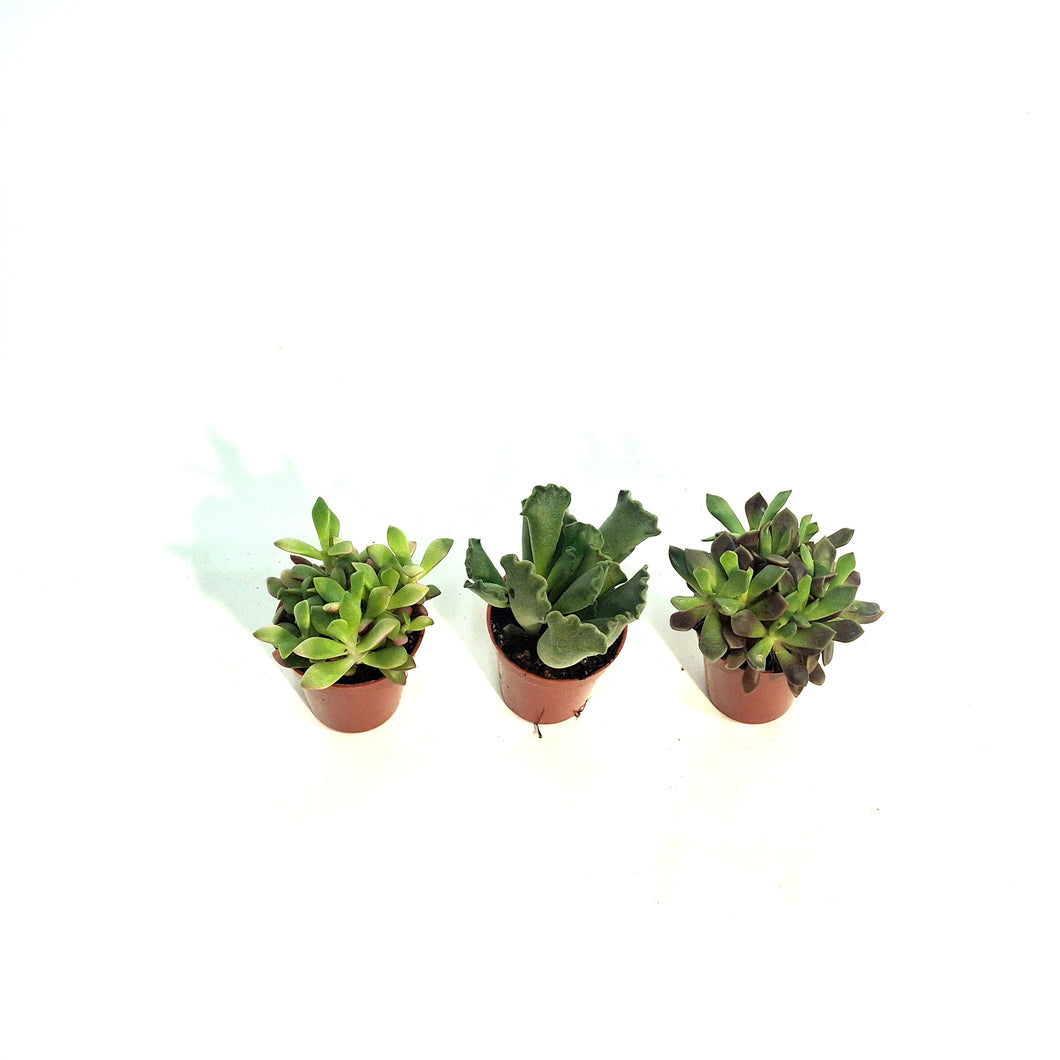 Succulent, 1.5in, Adromischus