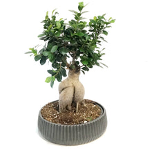 Load image into Gallery viewer, Bonsai, 8in, Ficus Ginseng Bowl
