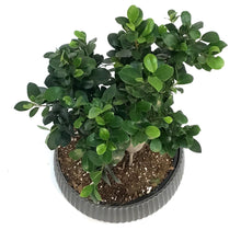 Load image into Gallery viewer, Bonsai, 8in, Ficus Ginseng Bowl
