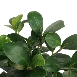 Bonsai, 8in, Ficus Ginseng Bowl