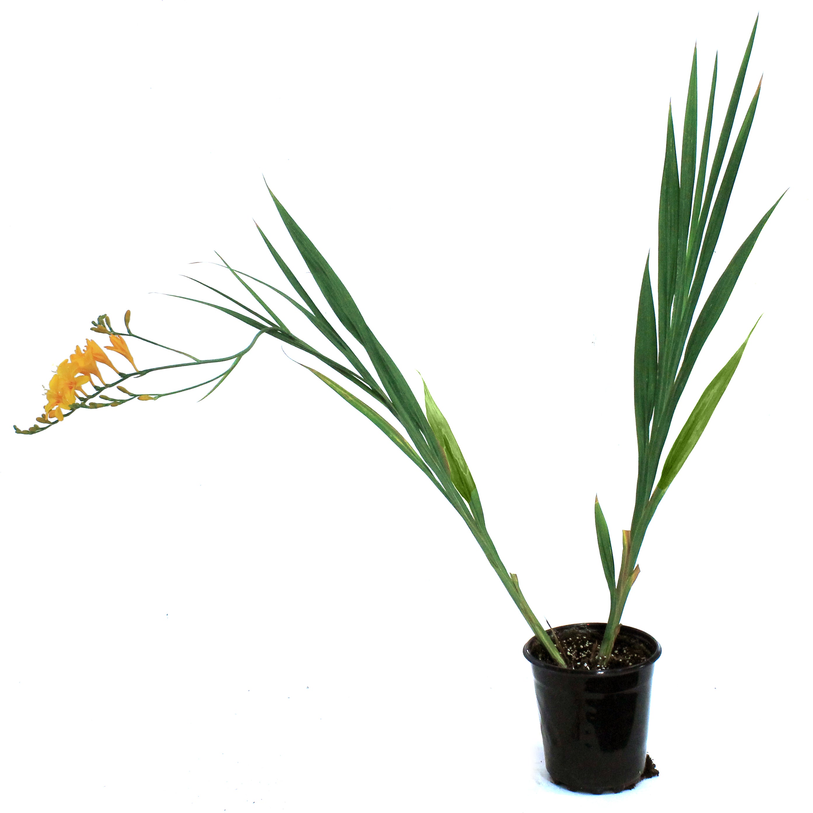 Crocosmia, Firestar Hotspot – Floral Acres Greenhouse & Garden Centre