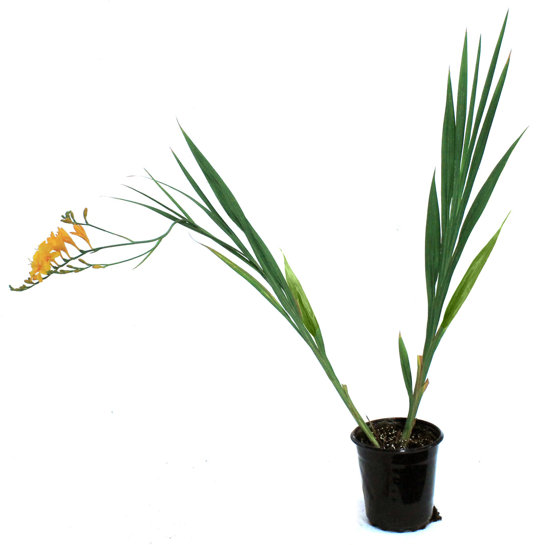 Crocosmia, Firestar Hotspot