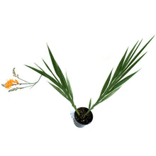 Load image into Gallery viewer, Crocosmia, Firestar Hotspot
