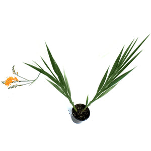 Crocosmia, Firestar Hotspot
