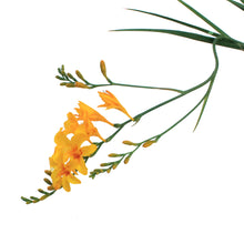 Load image into Gallery viewer, Crocosmia, Firestar Hotspot
