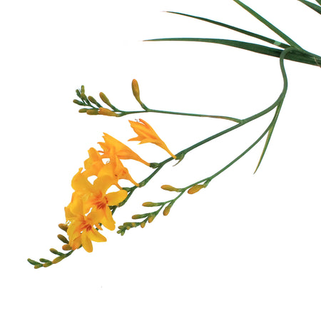 Crocosmia, Firestar Hotspot