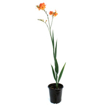 Load image into Gallery viewer, Crocosmia, Firestar, Scorhio
