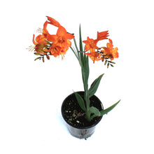 Load image into Gallery viewer, Crocosmia, Firestar, Scorhio
