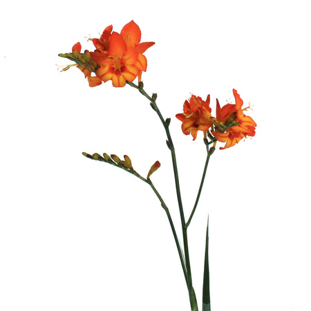 Crocosmia, Firestar, Scorhio