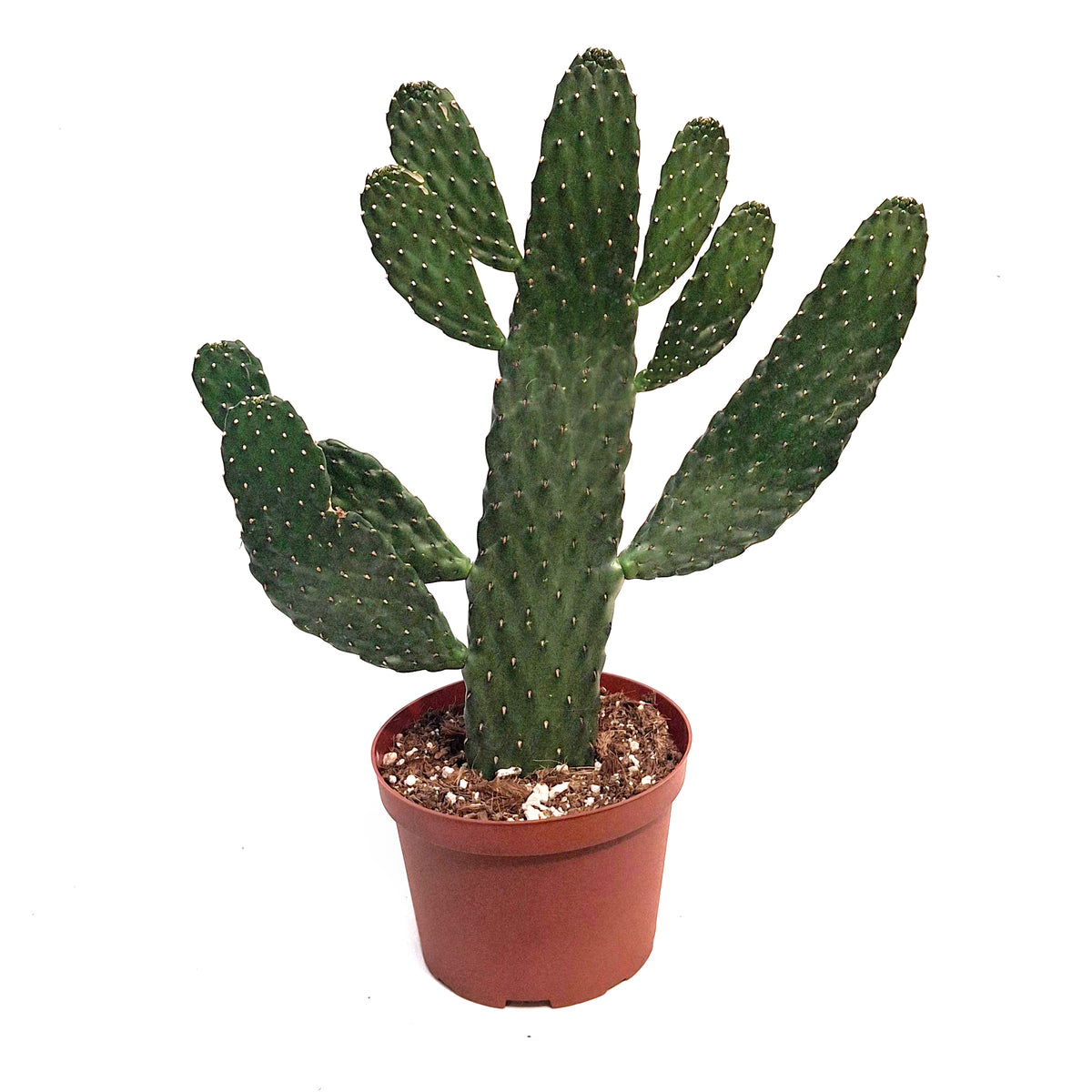 Cactus, 6in, Prickly Pear