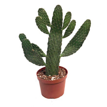 Load image into Gallery viewer, Cactus, 6in, Prickly Pear
