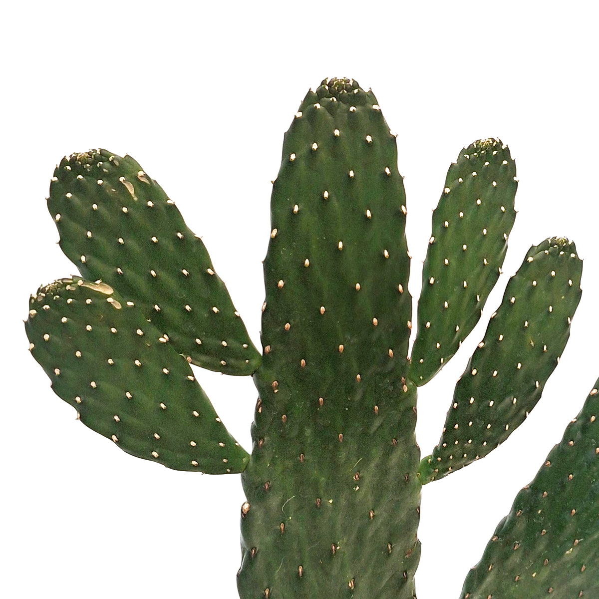 Cactus, 6in, Prickly Pear