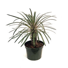 Load image into Gallery viewer, Madagascar Palm, 6in, Pachypodium Lamerei
