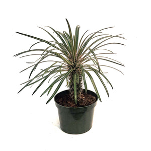 Madagascar Palm, 6in, Pachypodium Lamerei
