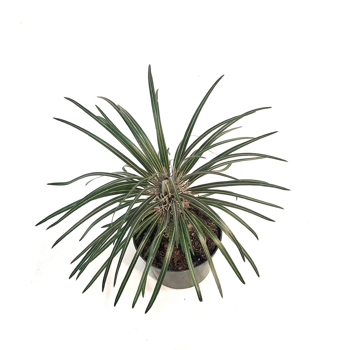 Madagascar Palm, 6in, Pachypodium Lamerei