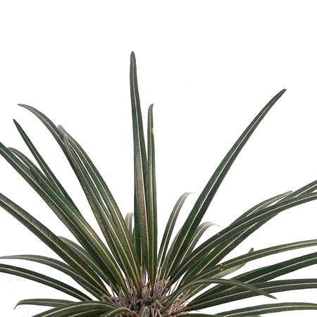 Madagascar Palm, 6in, Pachypodium Lamerei