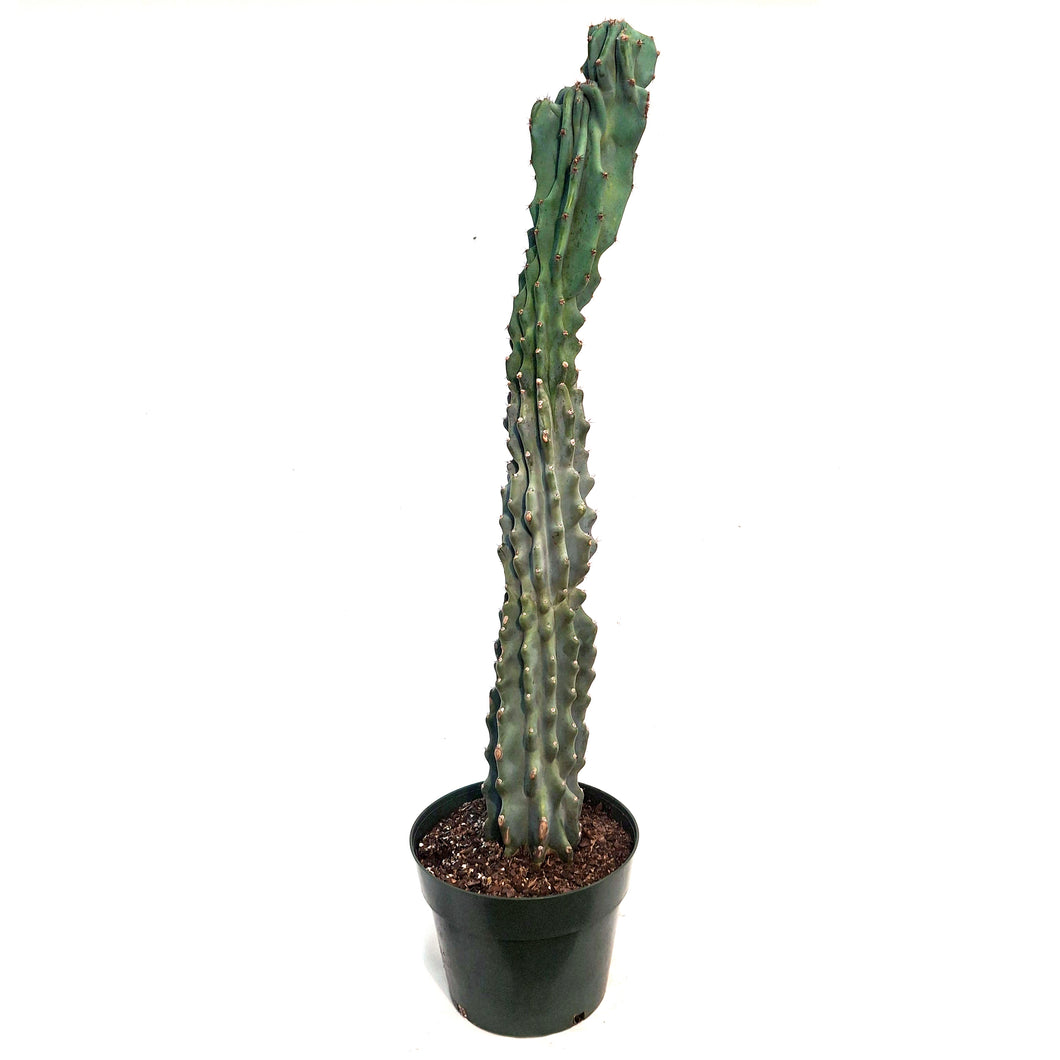Cactus, 10in, Cereus Monstrosus
