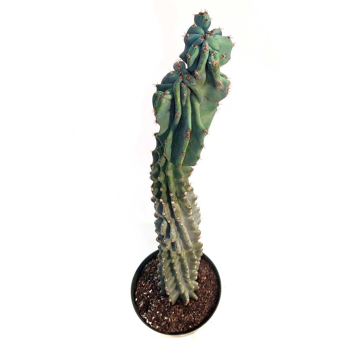 Cactus, 10in, Cereus Monstrosus