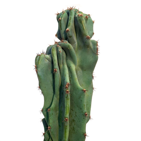Cactus, 10in, Cereus Monstrosus