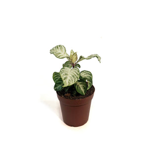 Zebra, 4in, Snowflake